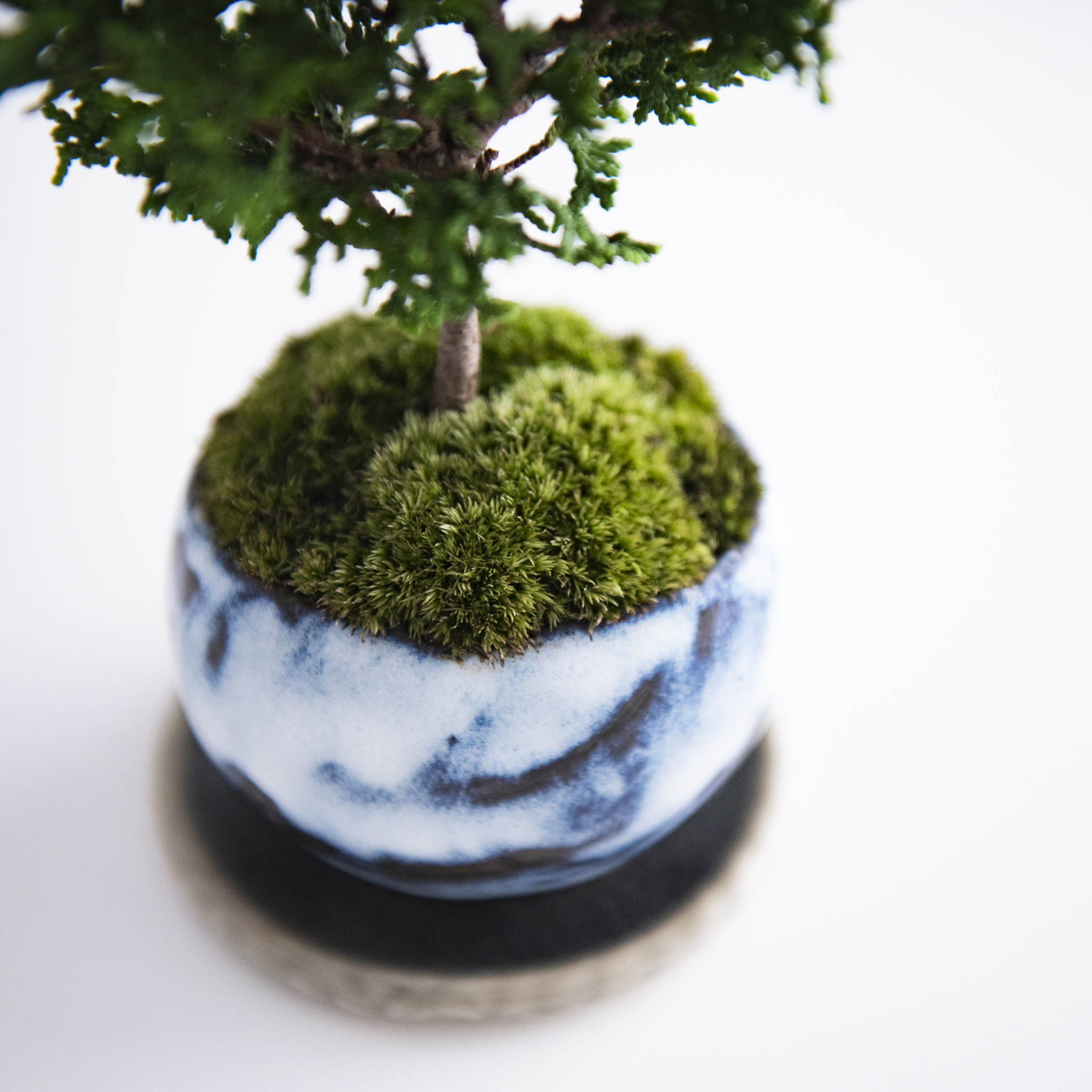Sekibokka Taiwan - 津山檜｜no.001